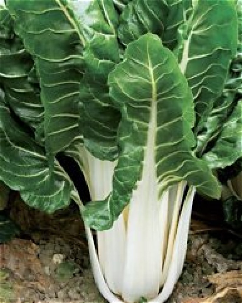 bieta verde